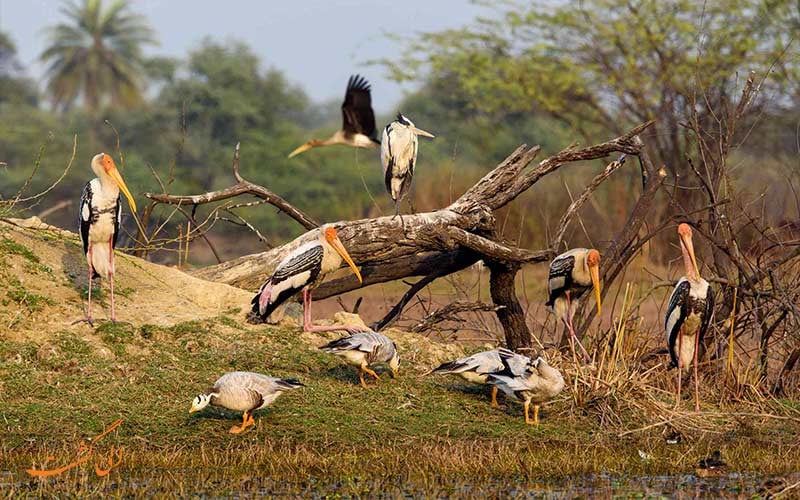 تماشای پرندگان مهاجر سیبری-پارک ملی کلادو هند